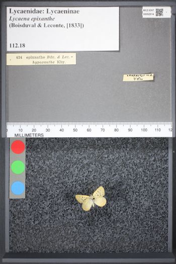 Media type: image;   Entomology 52514